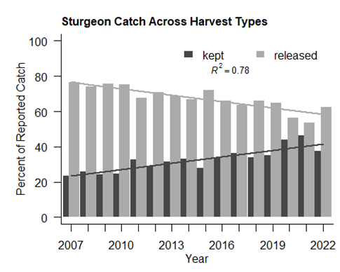 Graph of the annual percent of reported White Sturgeon catch that is kept versus released.